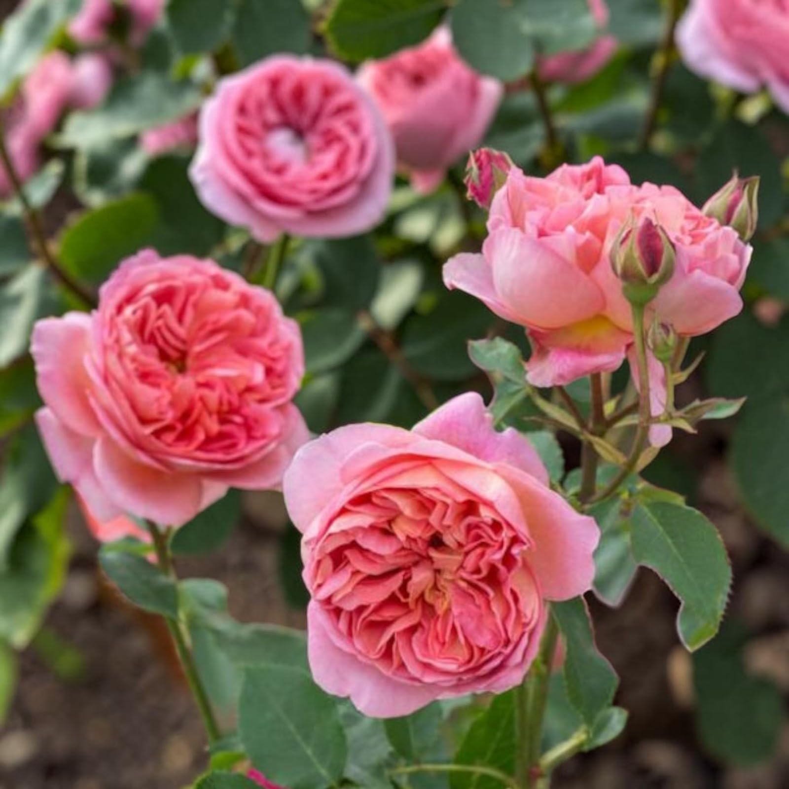 Carbeth Plants Traditional Pink Old English Scented Rose Bush in 5L Pot