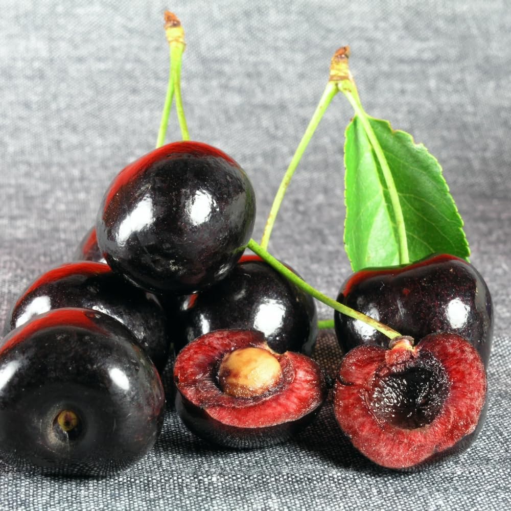 Pack 2 Black Cherry Trees Live Plants, Sweet Cherry Plant Live, Sweet Fruit Tree Plants, Wild Black Cherry Tree from 1 Feet Tall, Easy to Plant