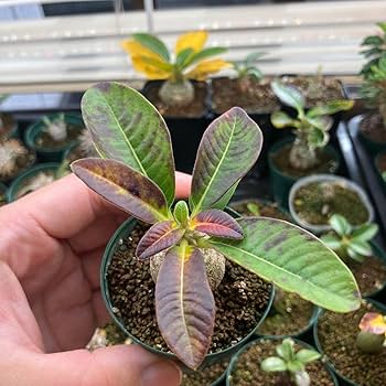 Amazon｜パキポディウム ウィンゾリー 実生 まん丸 塊根植物