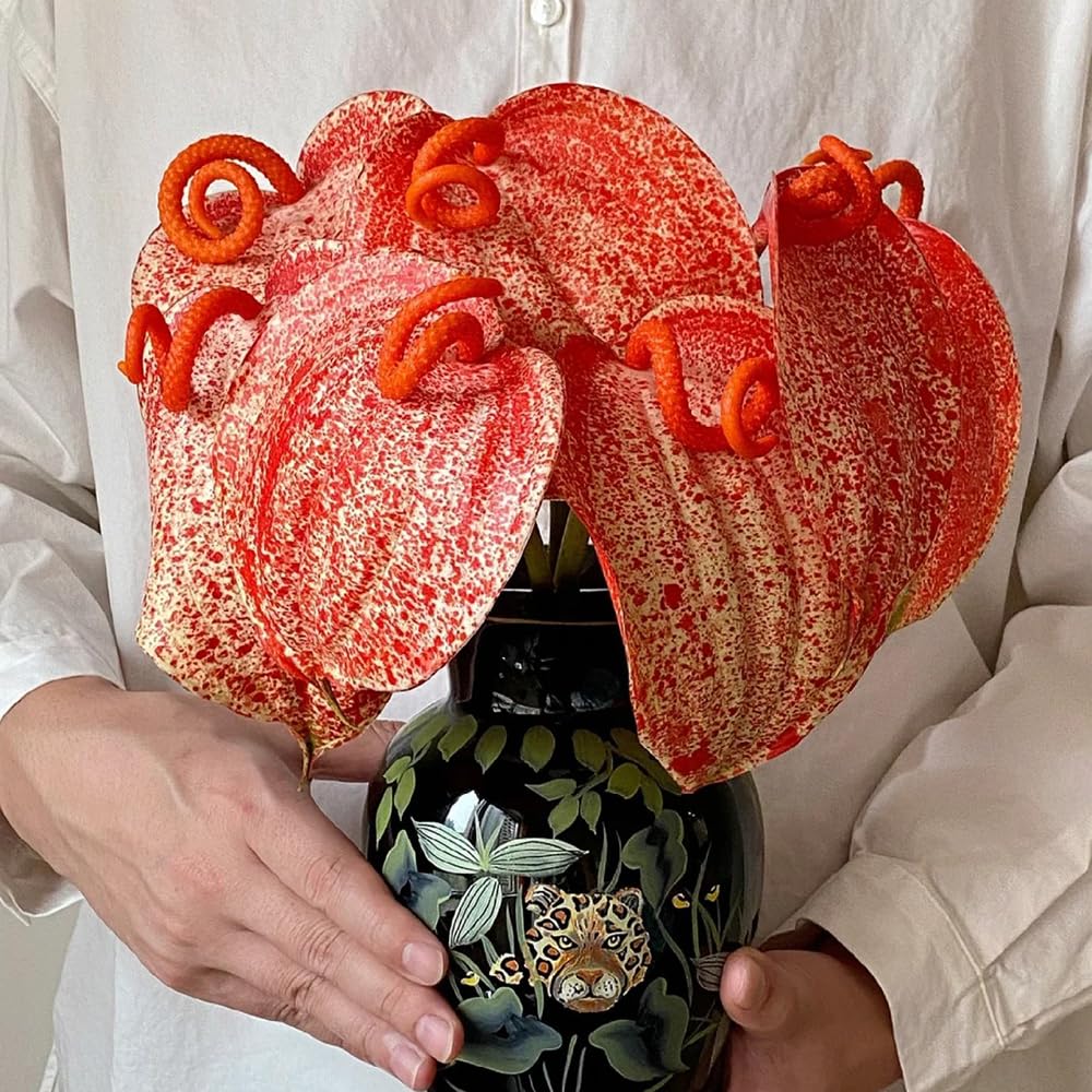 30 pcs Anthurium clarinervium samen - zimmerpflanzenfr Wohnzimmer, Bro  und Schlafzimmer flamingoblume, balkon dekoschattenpflanzen  pflanzensamenfensterbank deko garten geschenkeinfach : Amazon.de: Garten