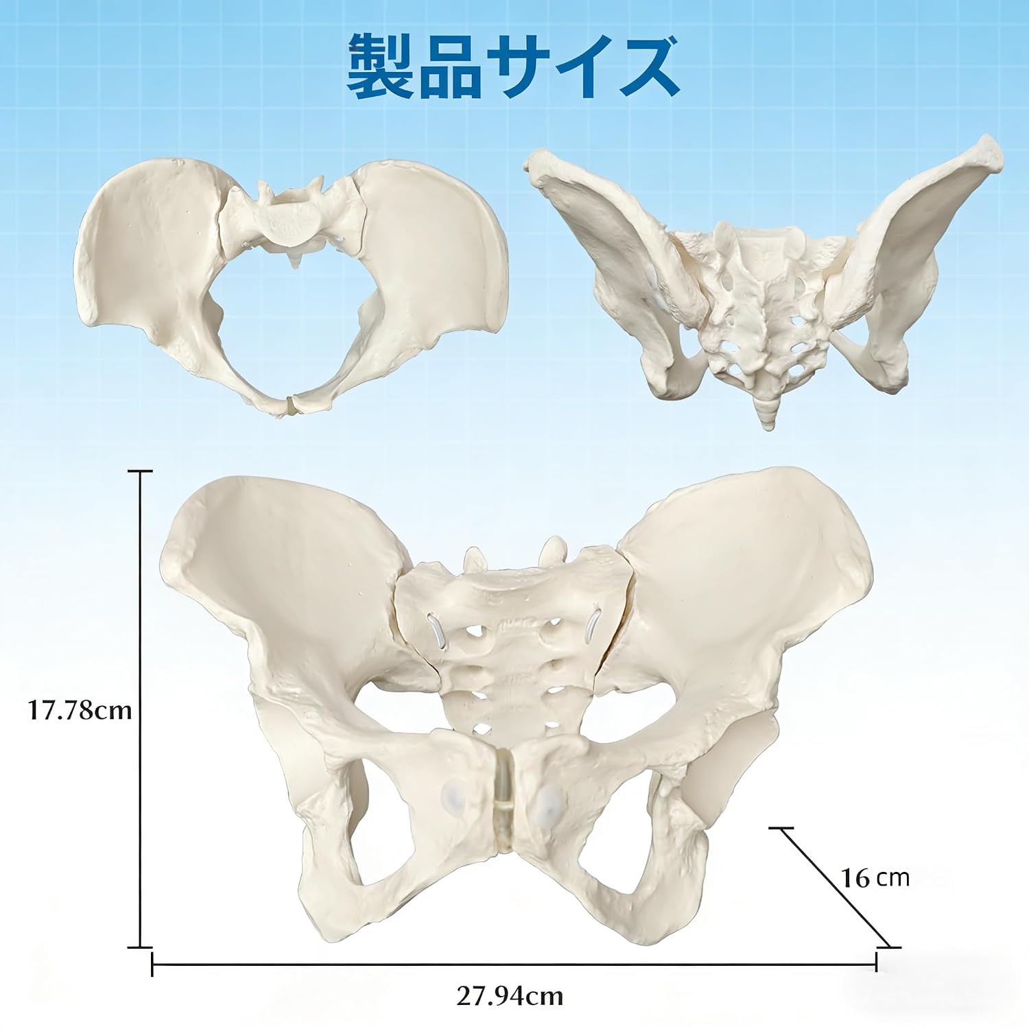 女性等身大 大腿骨付き骨盤模型 実物大腰椎モデル 人間の骨格モデル - 可動関節付き 【審美】 骨格標本 解剖学モデル