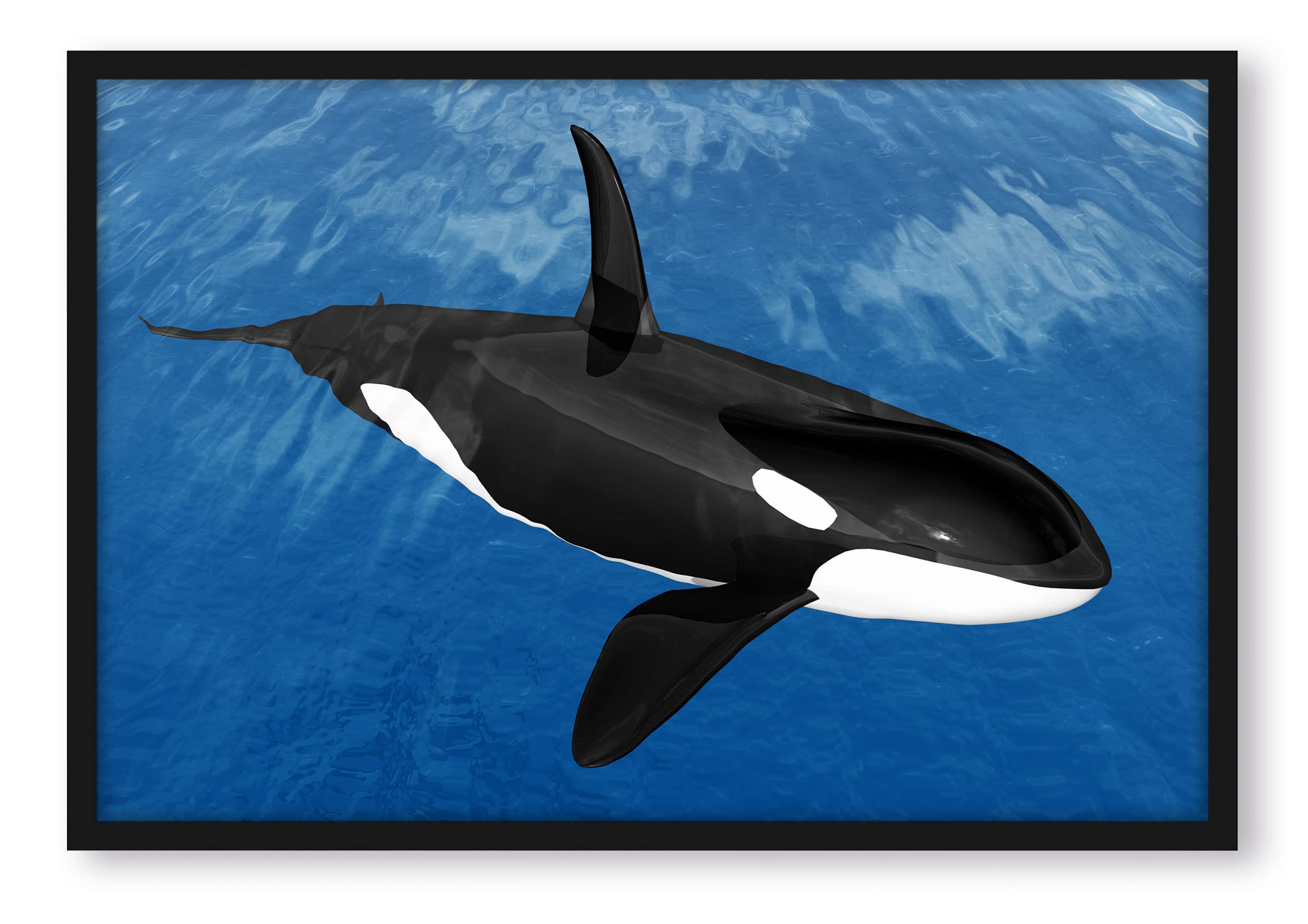 Bella Orca nel mare, poster in cornice/formato: 80 x 60 cm, stampa artistica incorniciata
