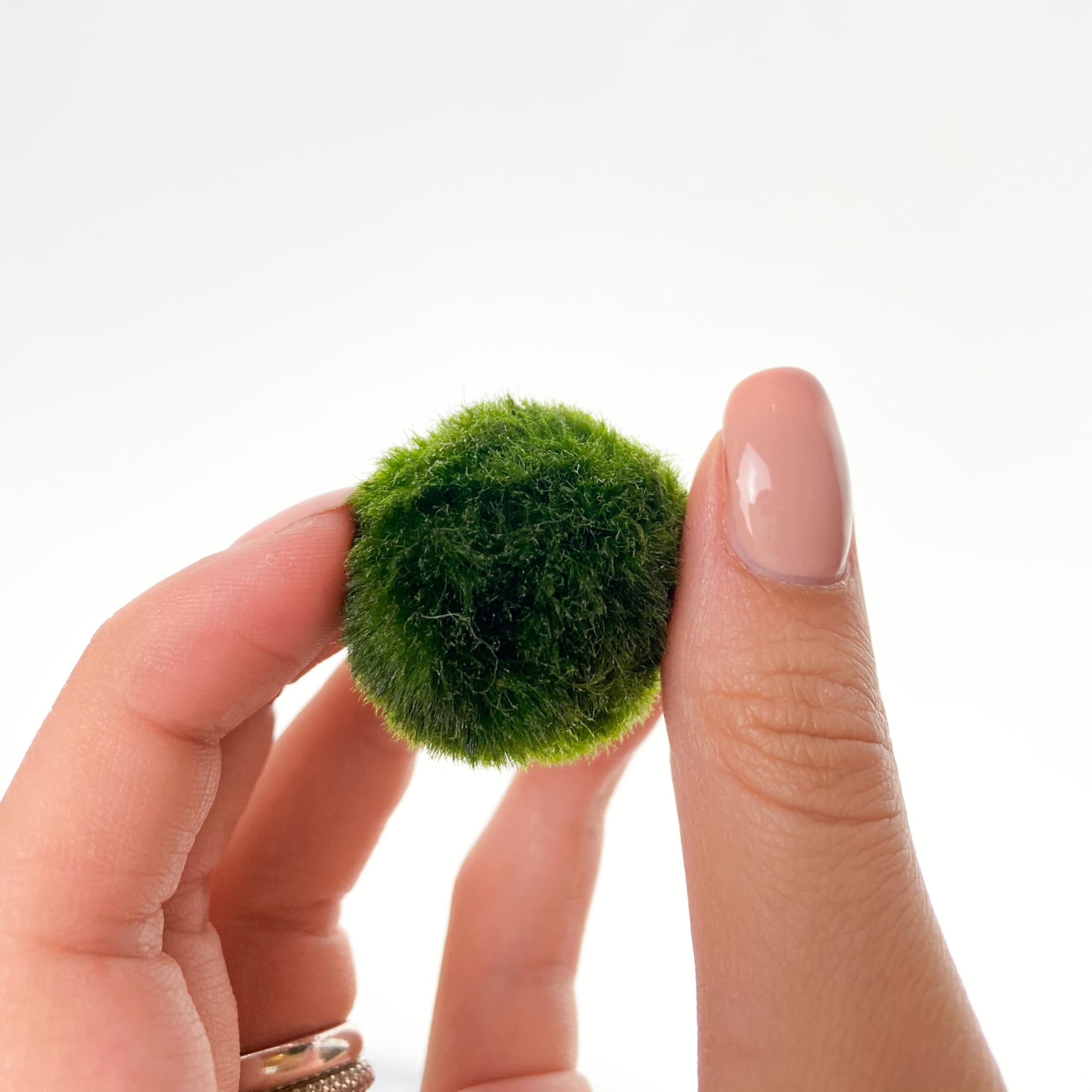 KAKI «La felicidad está en las pequeñas cosas» Kit Marimo en botella individual – Fondo blanco, jarrón de cristal con tapón, hecho a mano en Italia, diámetro 4 cm, altura 11 cm