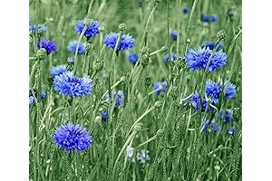 600 Tall Blue Bachelor Button Seeds for Planting Blue Cornflower