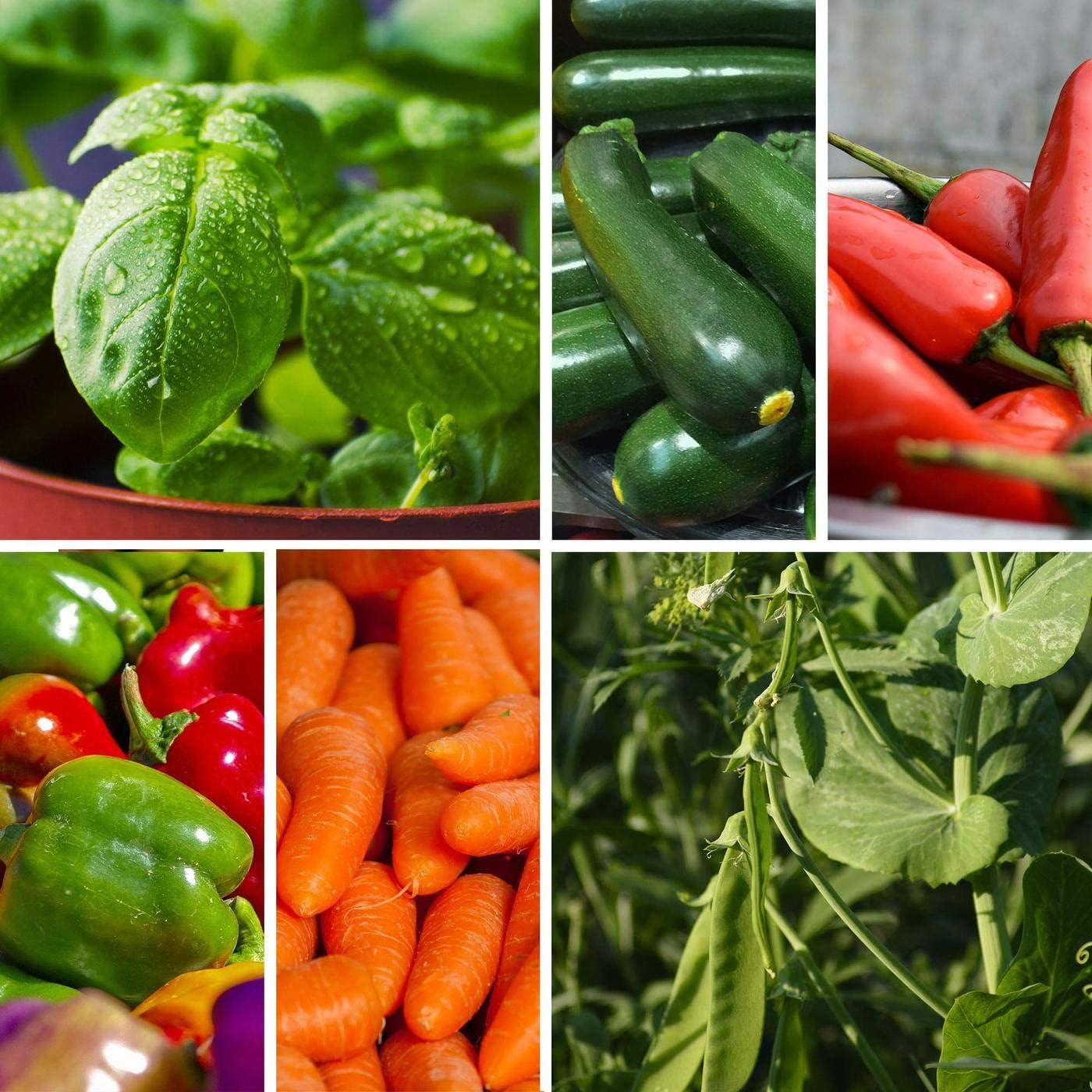 16 Assorted Organic Vegetable Seeds & Fruit Seeds - ~8,500+ Indoor and Outdoor Garden Seeds - Non-GMO Variety Pack Garden Seeds, Heirloom Fruit Seed and Vegetable Seed for Planting & Survival Seeds