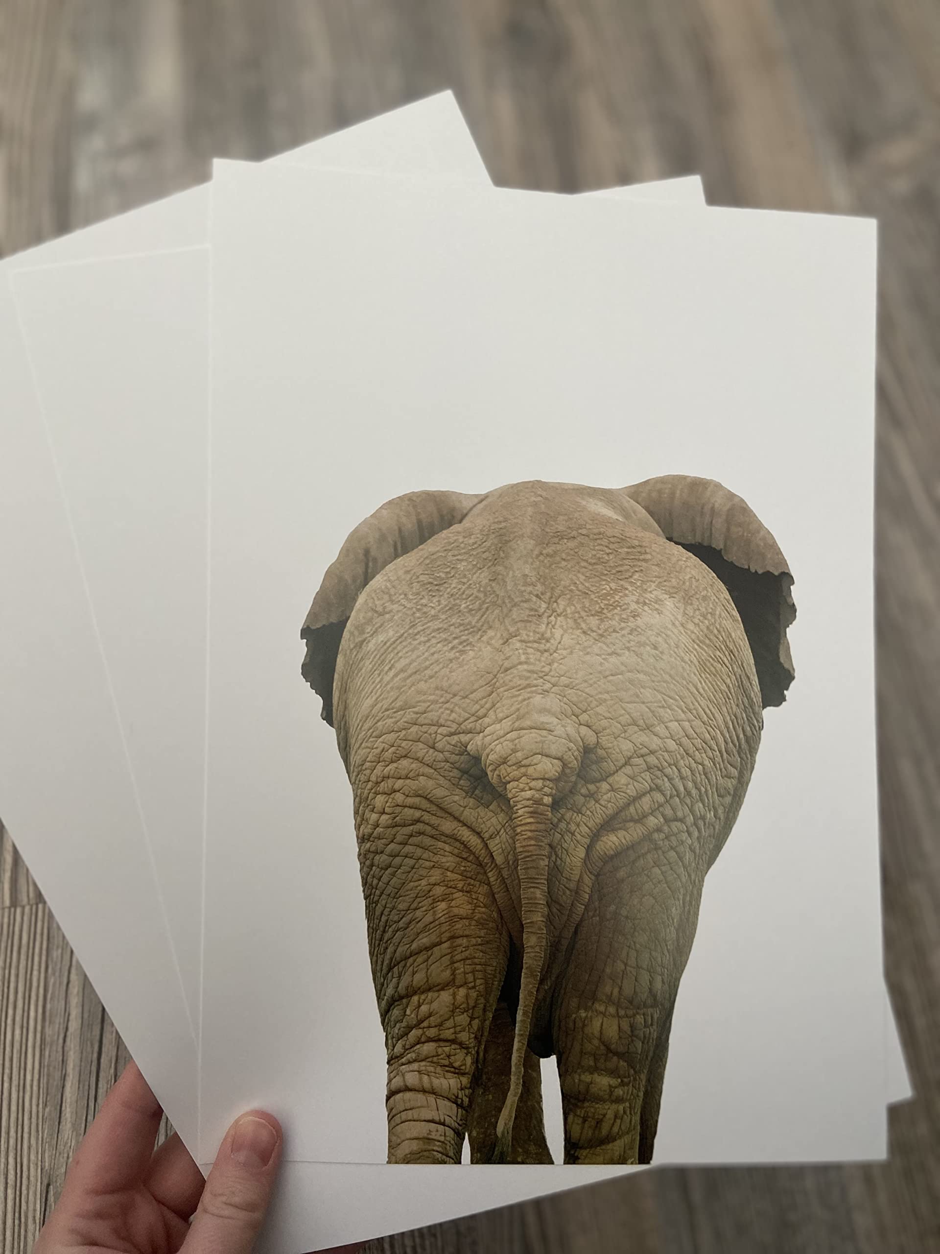 Eviepops Prints Elephant Zebra Bum Bathroom Wall Art Set of 3 Unframed Safari Animal Prints, Hello Sweet Cheeks Quote - Image 4