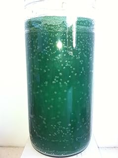 Green 14 Day Unscented 1 Color Candle in Glass