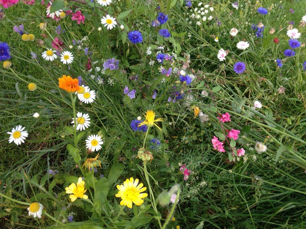 Blumensamen Bienenfreude Wildblumenmischung Saatgut Insekten Bienen bunte Seedbombs Samen 100-500 m² zur Auswahl ein- und mehrjährig (für 500 qm)