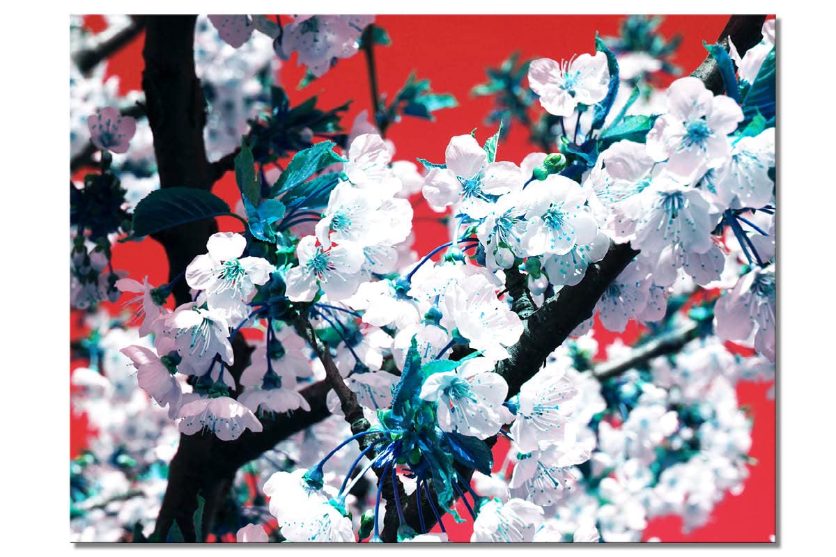 Glücksvilla - Fiori di ciliegio 1 (tela 2 cm, 60 x 40 cm) | varie misure - quadro murale orizzontale - giardino fiori fioritura pianta natura botanica albero ramo mela