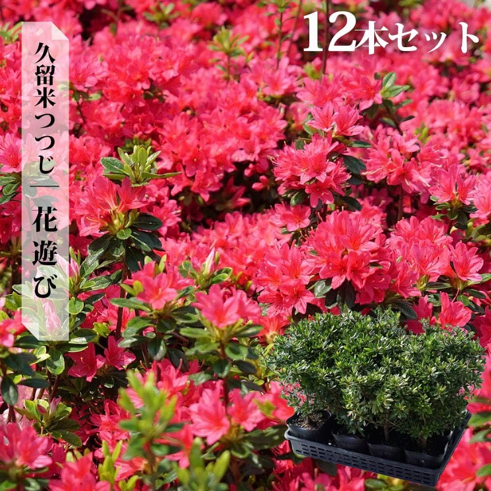 Amazon.co.jp: ツツジ 苗 クルメツツジ 【花遊び】 12本セット 4号