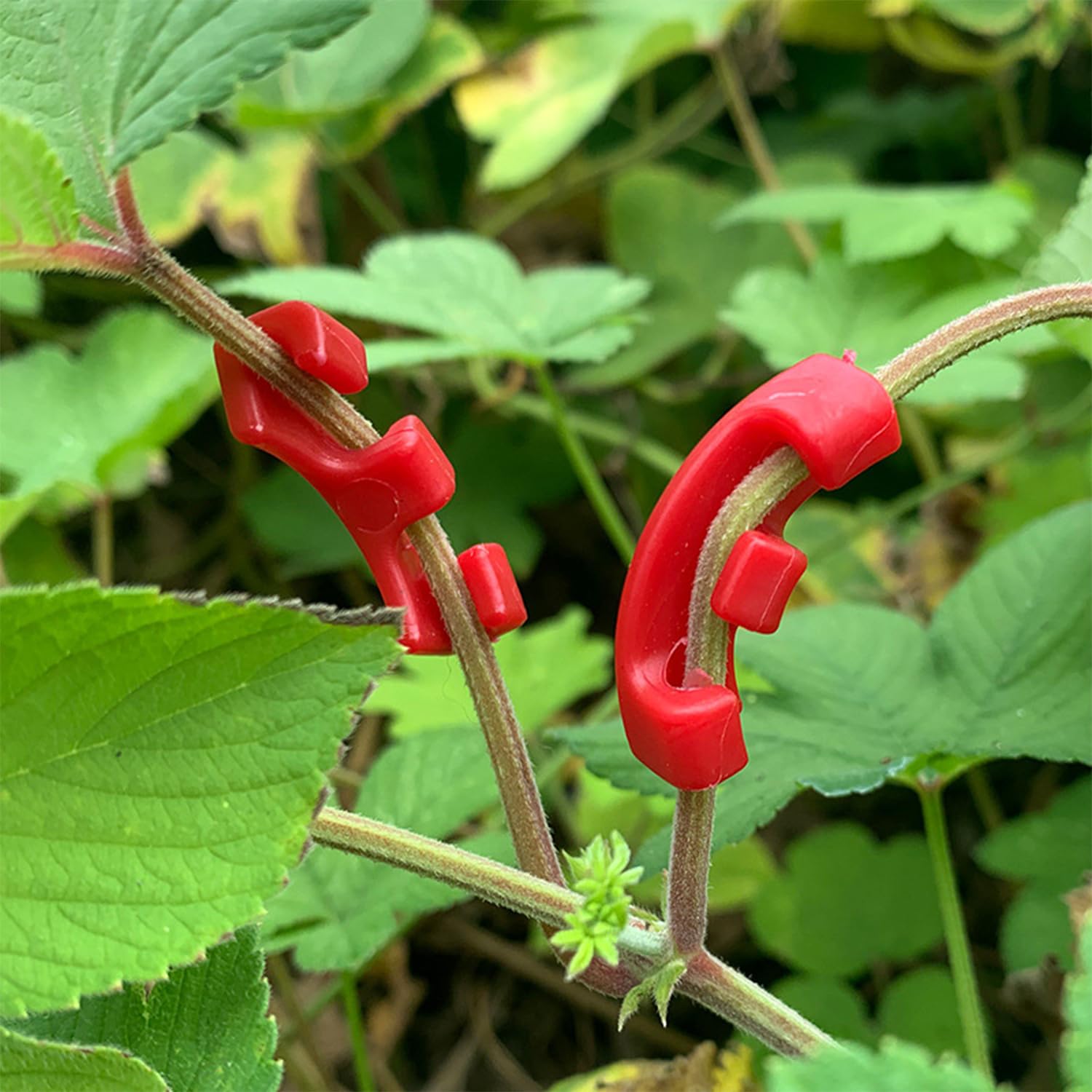50 Pinces à Plantes Pour Plier Les Branches Des Plantes Et Changer La Direction De Leur Croissance Rouge 87749105