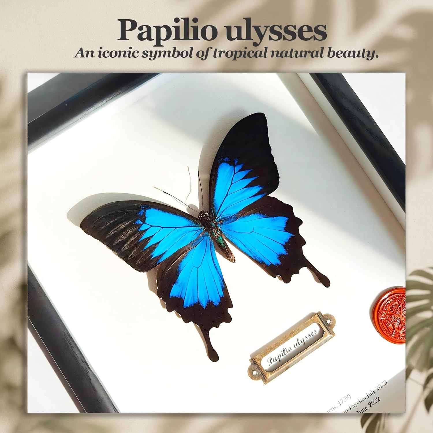 ArsVenciik 2-Piece Blue Butterfly Taxidermy Set - Framed Blue Morpho & Ulysses Emperor Specimen - 8x10 Black Shadow Box Wall Art & Memorial Gift