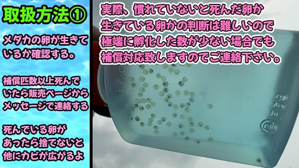 【サタンイエローテール】メダカ有精卵50個+α補償分+ゾウリムシ付き メール便【SA:Water Garden】 - 3