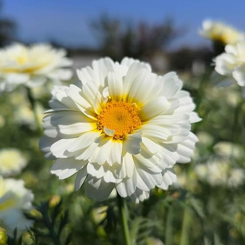 Vista 21 de Eden Brothers Semillas de margarita (pintadas) - Robinsons Giant Mix