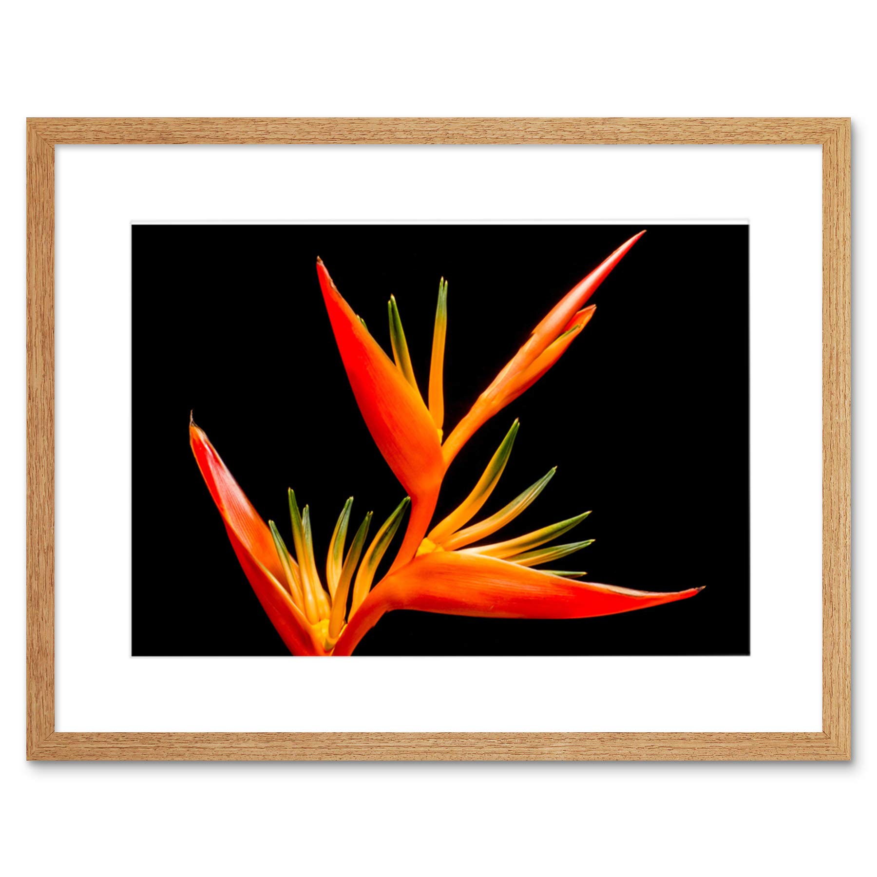 Bird Of Paradise Flower Framed Wall Art Print