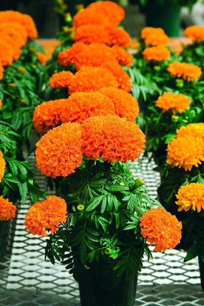Creative Farmer Marigold Flower Seeds (B01M1O58DI) Amazon Price History, Amazon Price Tracker