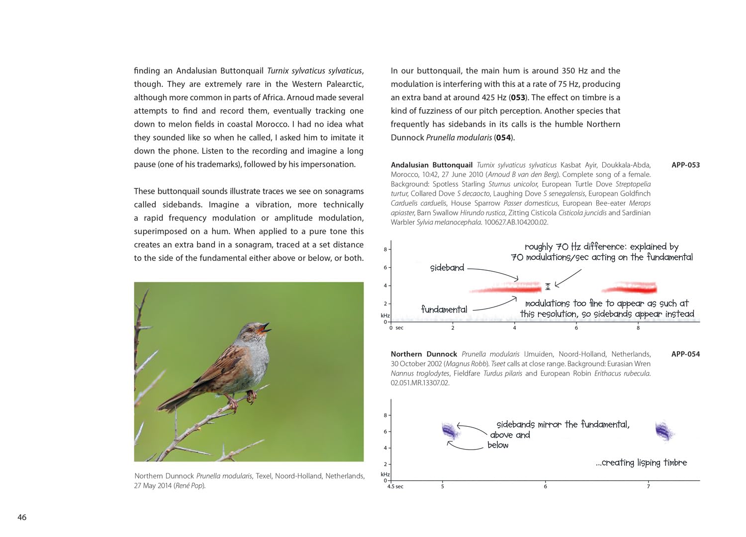 The Sound Approach to Birding: The pioneering book on birdsong