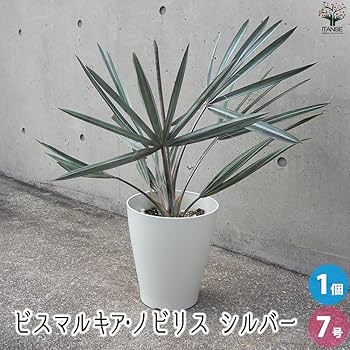 71MyzhIjtLL._AC_UF350, 71MyzhIjtLL._AC_UF350,