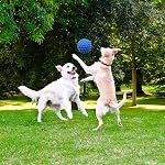 Jouets interactifs pour chew-chow pour gros et moyens jouets en caoutchouc naturel chew pour les chiens de race moyenne, les dents, la propreté, l'anxiété (bleu)