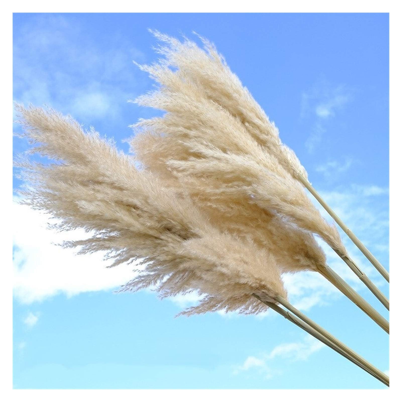Pampasgras Deko 80cm Natürliches Schilfgetrocknet Getrocknete große Pampas Gras Bouquet DIY Hochzeit Blumenzeremonie Dekoration Modernes Wohnkultur Trockenblumen