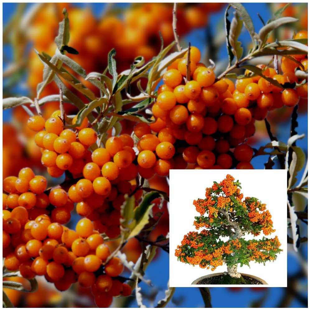 50 Sanddorn Samen Kalt Hardy Hippophae Rhamnoides Fruit Landschaft Bonsai  einfach zu wachsen : Amazon.de: Garten
