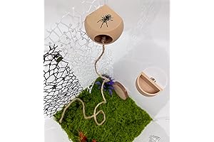 Jumping Spider Hide with Magnets for Jumping Spider Terrarium