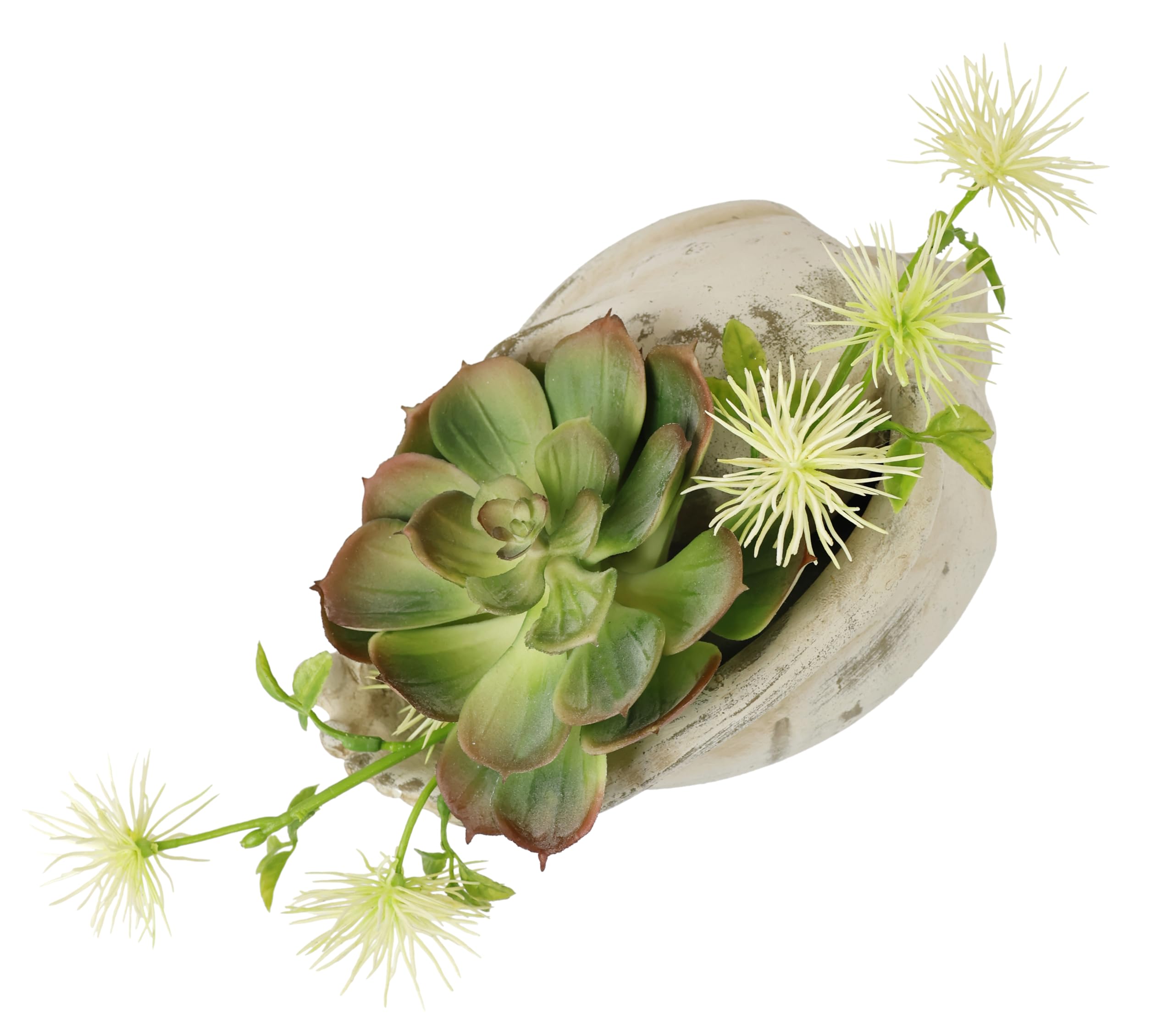 Amazon.de: Flair Flower Knstliches Arrangement Sukkulenten Agave Aloe Vera  Yucca Sanseveria Pflanze Kakteen Kunstmoos Kaktus Grnpflanze Zimmerpflanze  Tischpflanze Kunstpflanze Kunstblume in Muschelschale