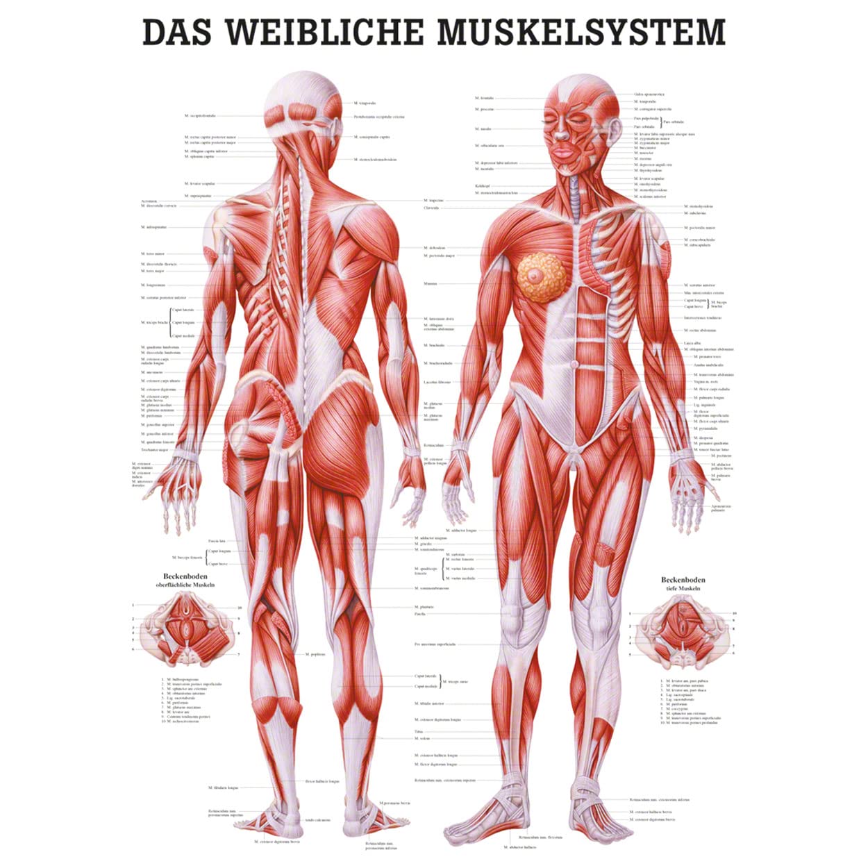Sport-Tec Weibliches Muskelsystem Lehrtafel Anatomie 100x70 cm medizinische Lehrmittel