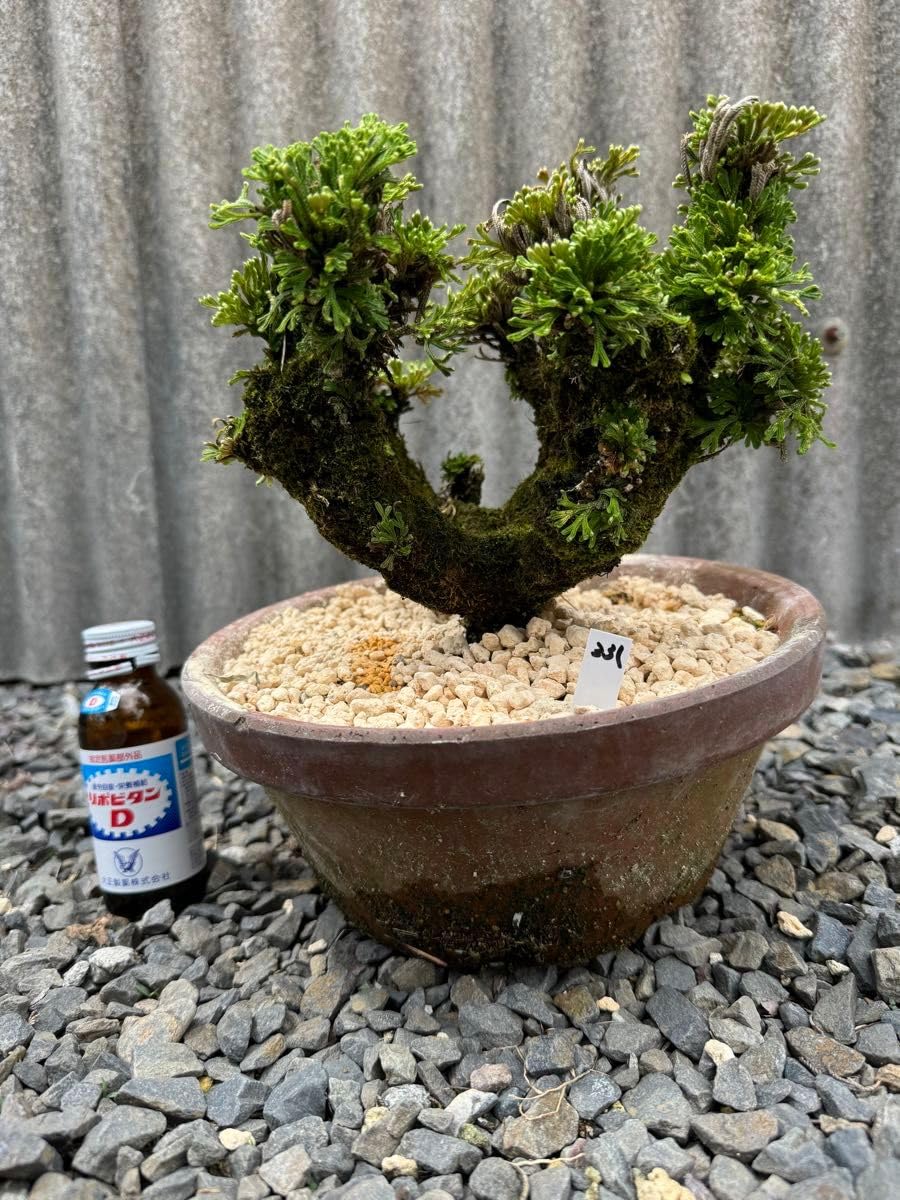 Amazon.co.jp: 30年物 岩松 イワヒバ 岩ヒバ 盆栽 山野草 高山