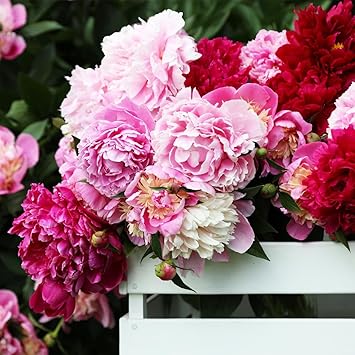 100Pcs Peony Flower Seeds Premium Peony Seeds for Planting Easy to Grow Fragrant Garden Flowers for Outdoor, Yard, Patio & Landscaping Decoration