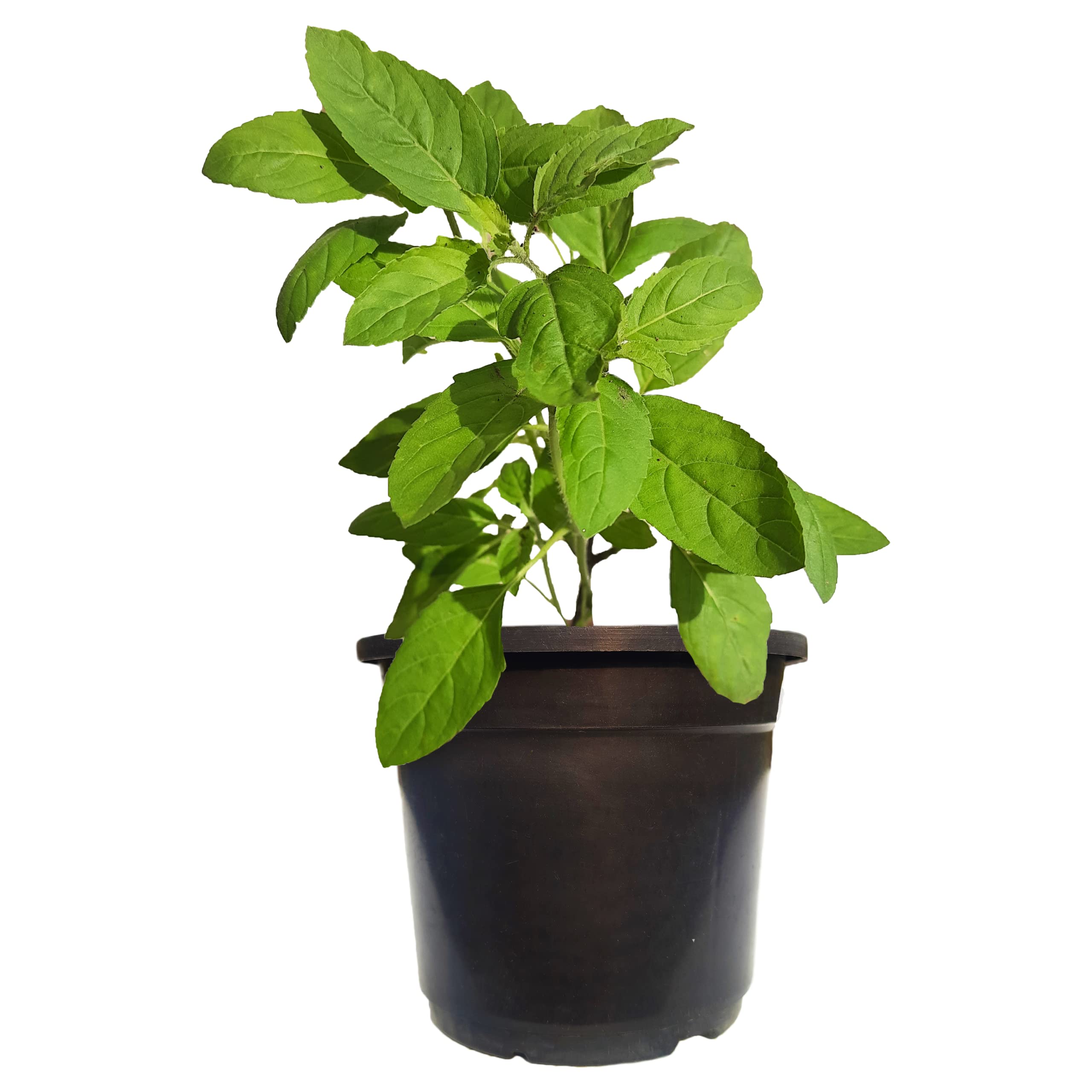 See full amazon price history chart for HN Organics Krishna Tulsi Plant | Shyama Tulsi Plant | Indian Holy Basil Plant with Pot (Mini Pot) HN Organics Krishna Tulsi Plant | Shyama Tulsi Plant | Indian Holy Basil Plant with Pot (Mini Pot) (B0BTYV3MHV) Amazon Price History, Amazon Price Tracker