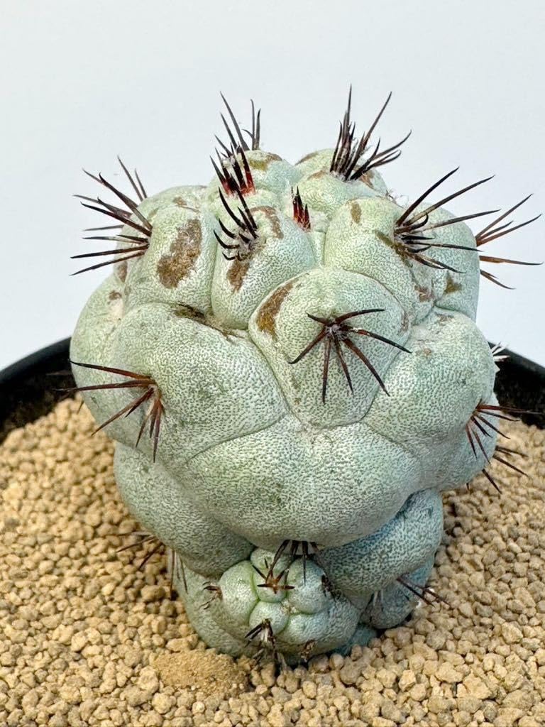 Amazon.co.jp: Ortegocactus macdougallii オルテゴカクタス