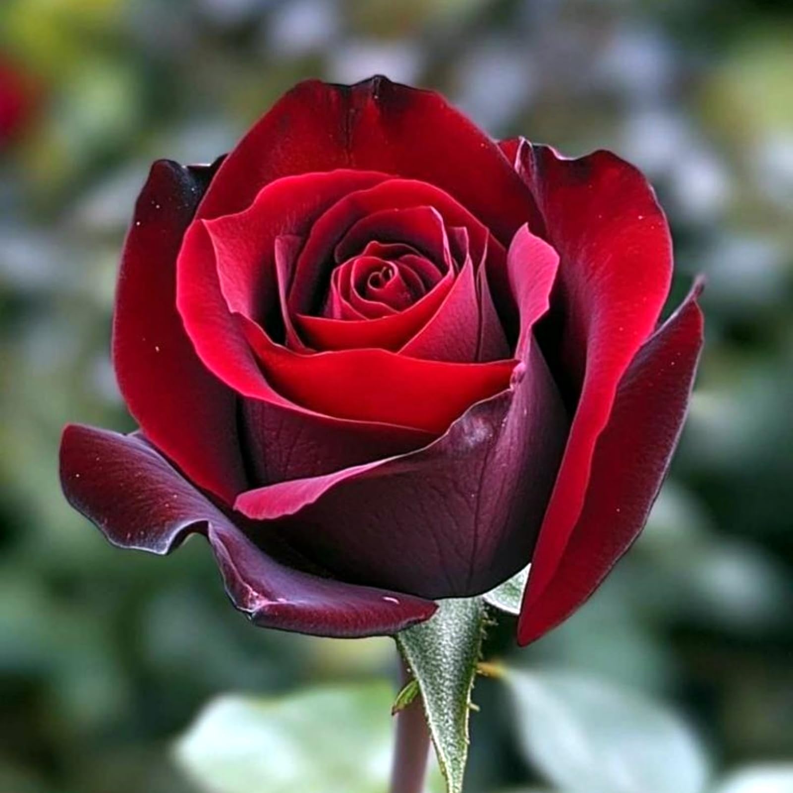 Rose Rhizome Planting, Hardy Perennial, Garden Decoration, No Watering Required, Professional Planting, Suitable for Spring and Autumn-4 Rhizome-G