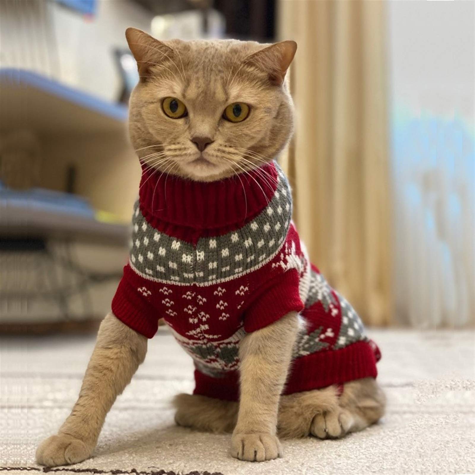 Kat winterjas - waterdichte kat warme jas | outdoor kitten outfit jas
