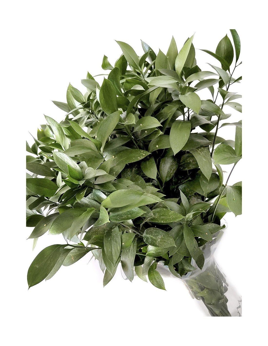JARDIN202 - Ruscus | Flor Natural | Ramo de 50 tallos | Verde | 80cm de alto