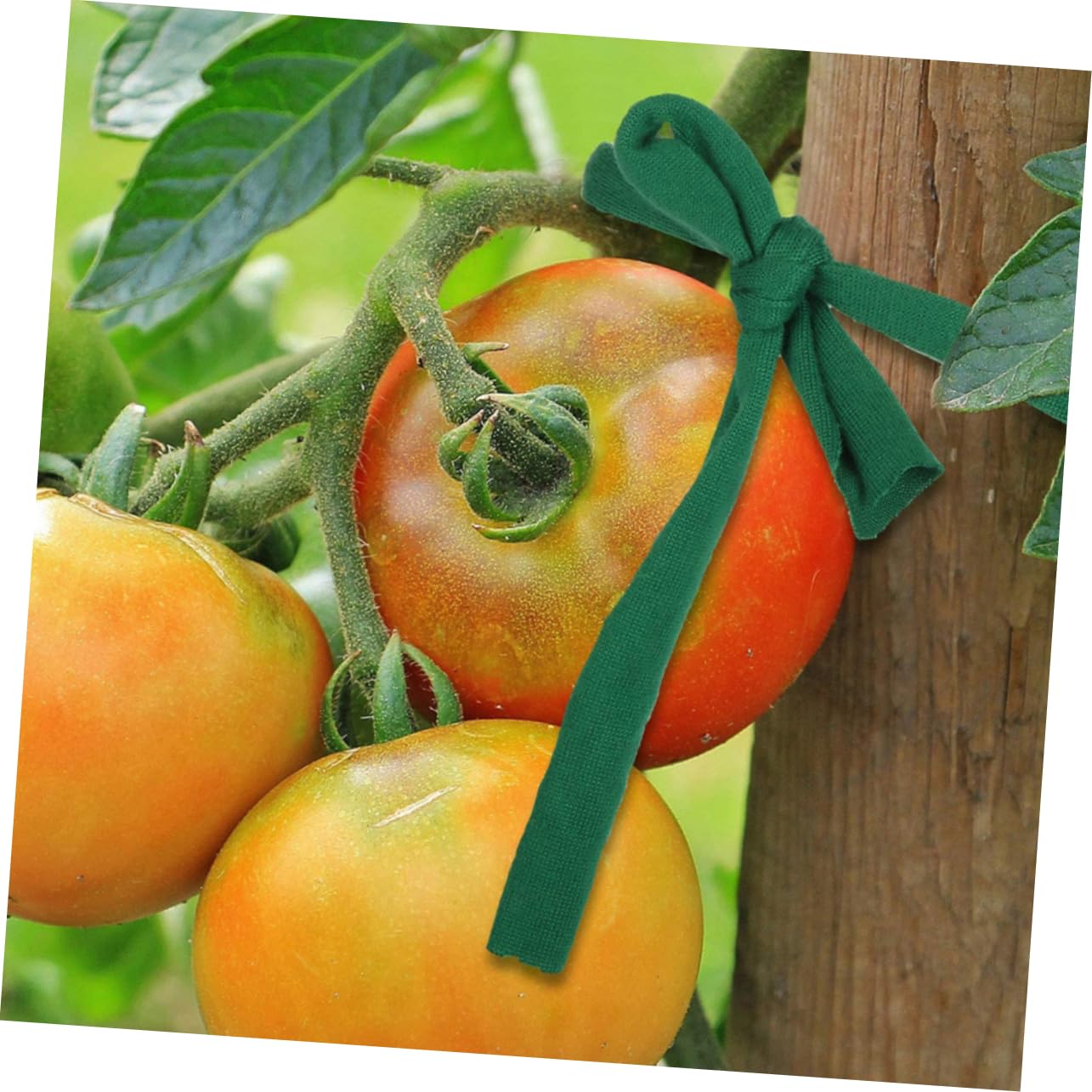 Kisangel 10rouleaux Sangles De Support pour Plantes Et Arbres Réglables Et Idéales pour Soutenir Les Arbres Pente Jeunes Plants