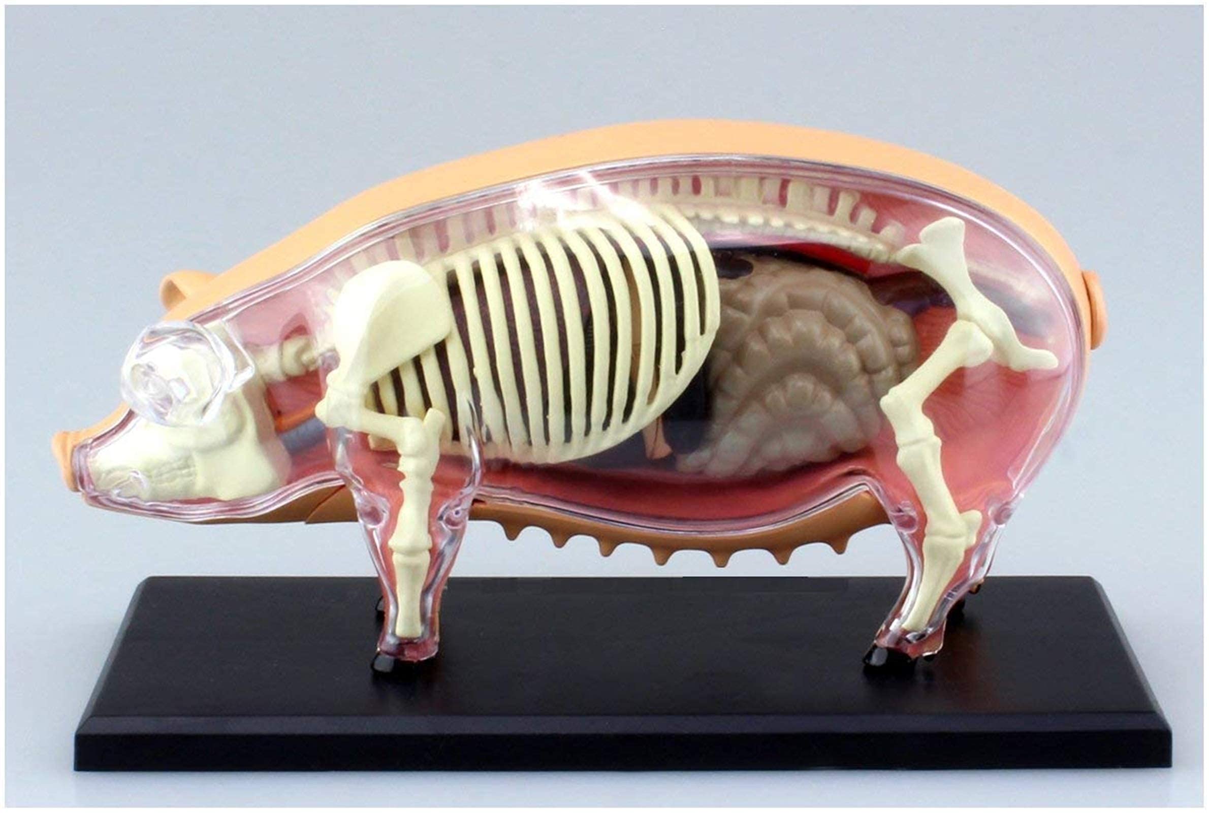 Model anatomiczny, model anatomii zwierzęcia - model anatomiczny świni - odłączany 19 organów części ciała medyczny model zwierzęcy - materiał plastikowy medyczny model edukacyjny do demonstracji med