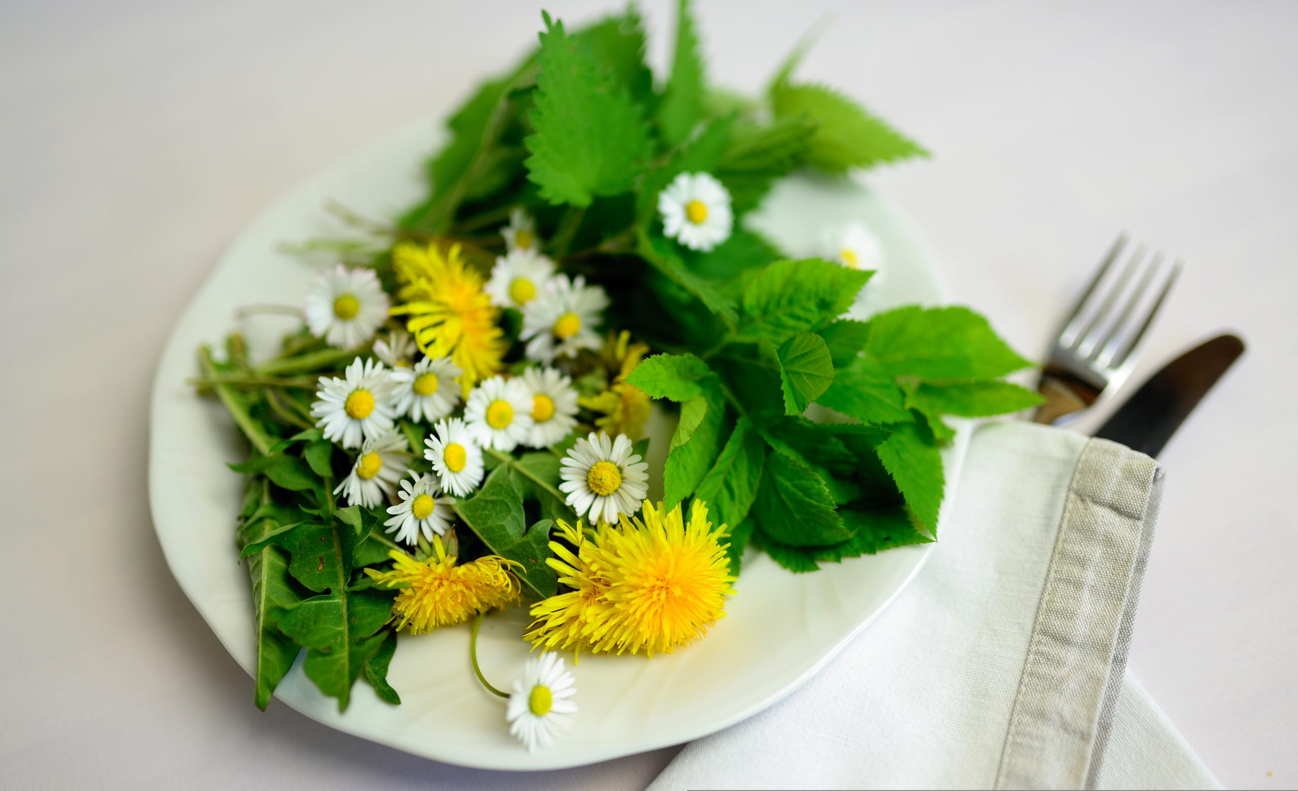 Löwenzahn (Taraxacum officinale) Samen. Pusteblume, Hasenfutter, Heilpflanze (200000 Samen = 110,0g)