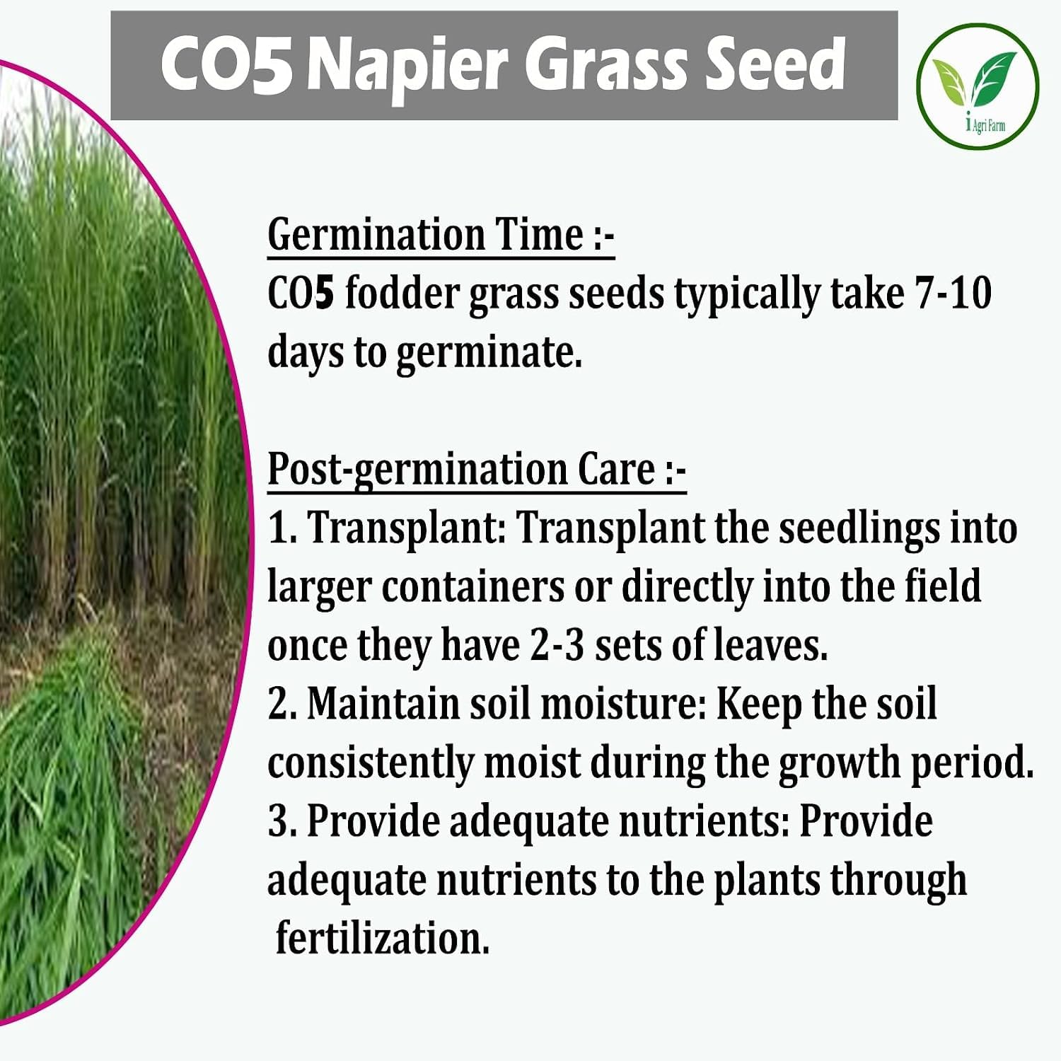 Napier Grass Seed - Goat, Cow, Livestock Feed -3