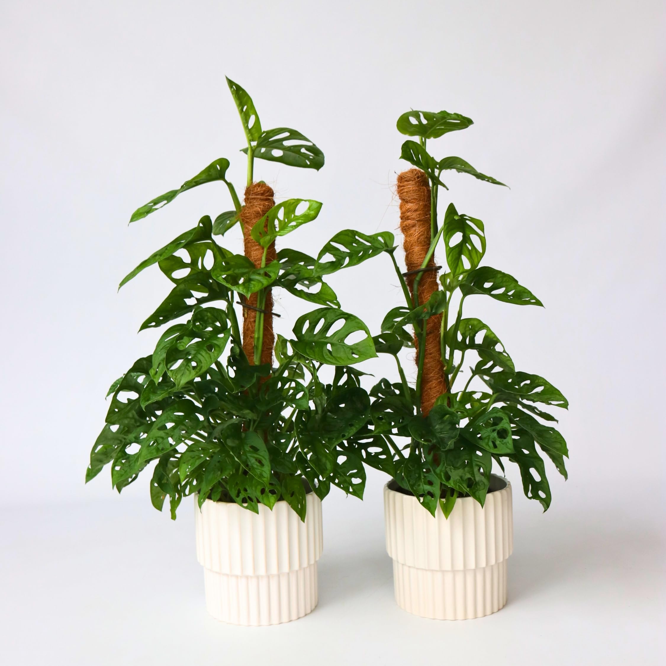 monstera eigenschaften Monstera Obliqua Monkey Leaf 80100 cm am Moosstab  Seltene Fensterblatt  Kletterpflanze Zimmerpflanze mit groen Lochblttern