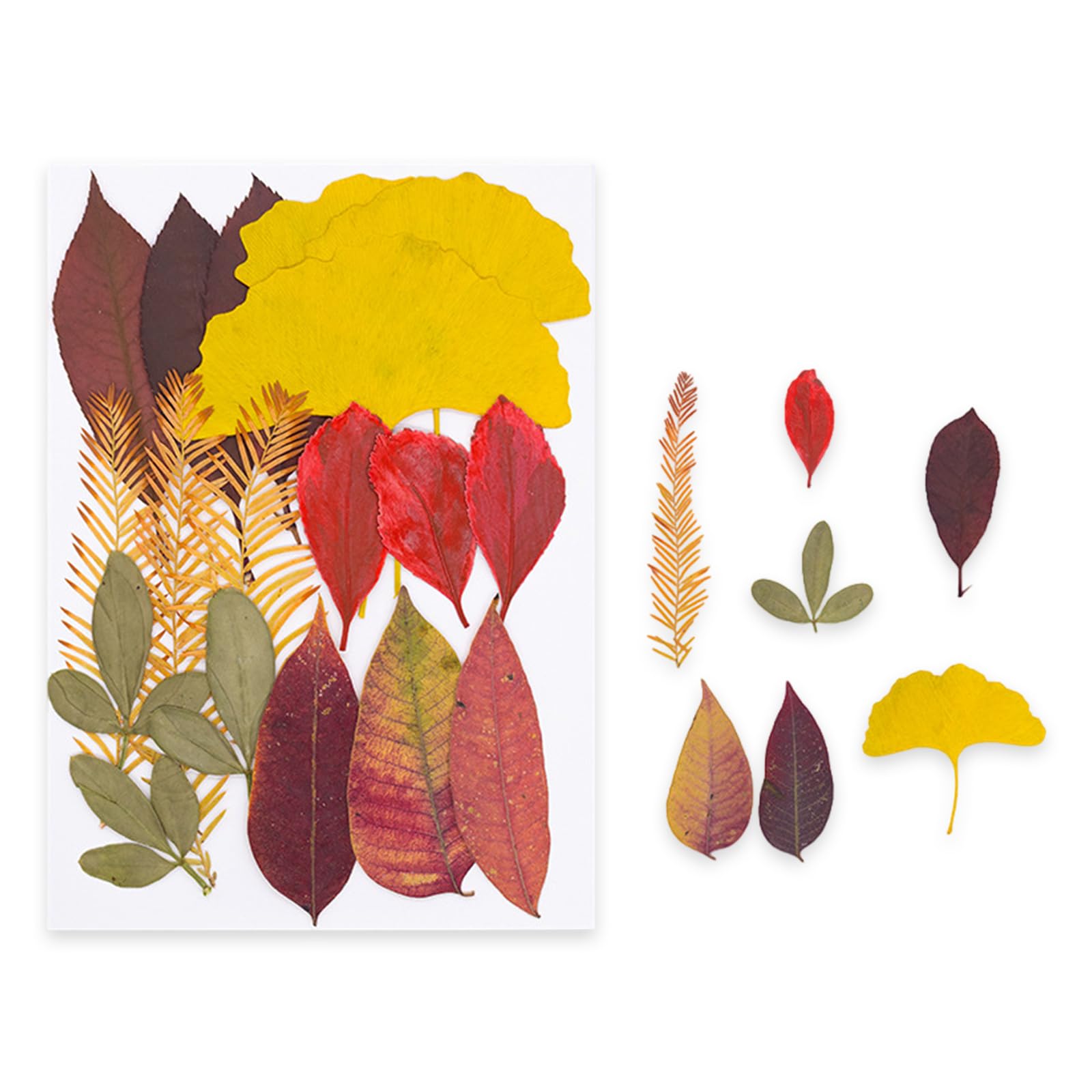 NVOQILIN Natural Flower Preservations Set Home Decors Dried Flower for Scrapbooking Wedding Decorations and Artistic Designs Dried Set Preserved Plant Art Supplies Gifts