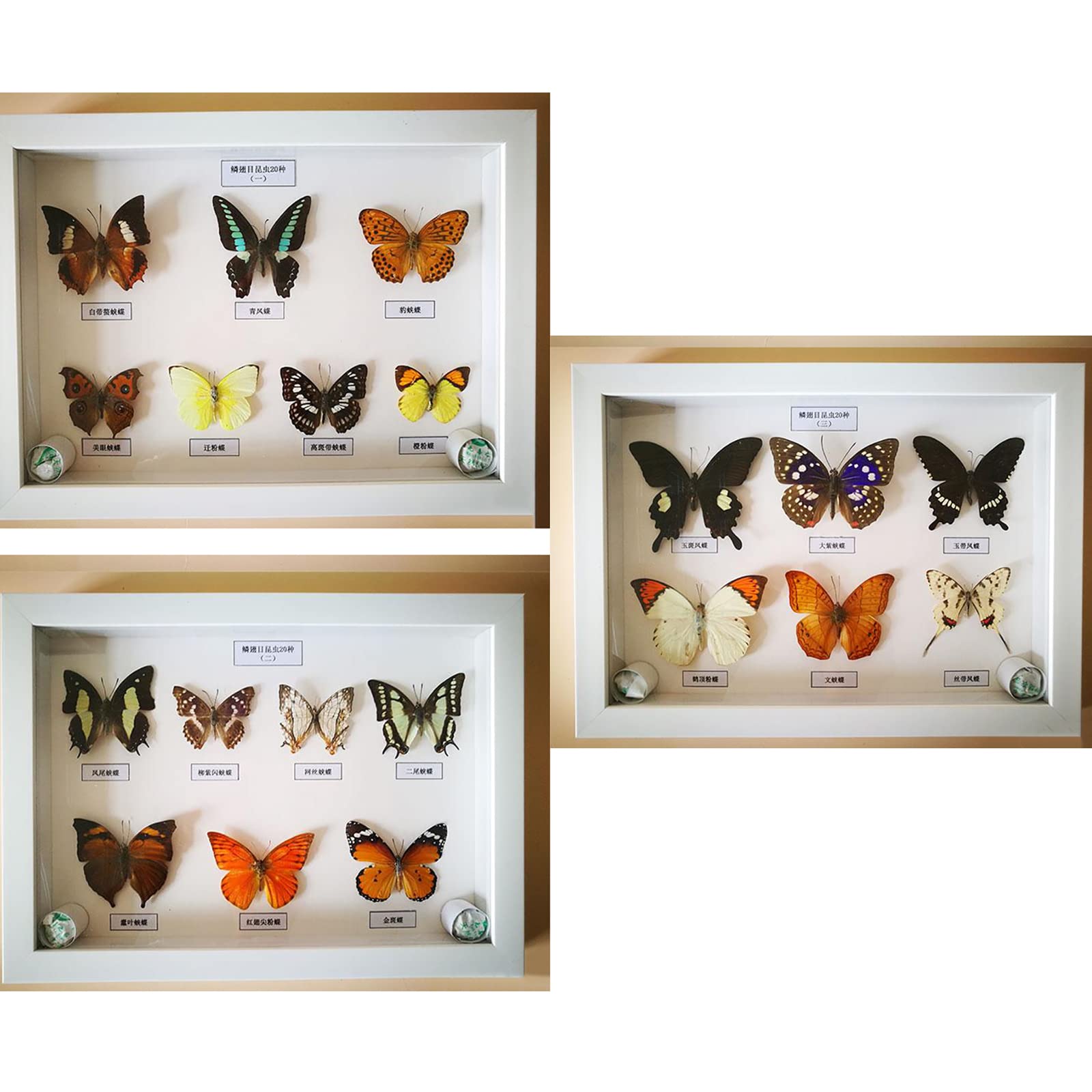 Amazon.co.jp: 20 PCS本物の昆虫蝶標本セット、3Dバグ標本キット、動物  