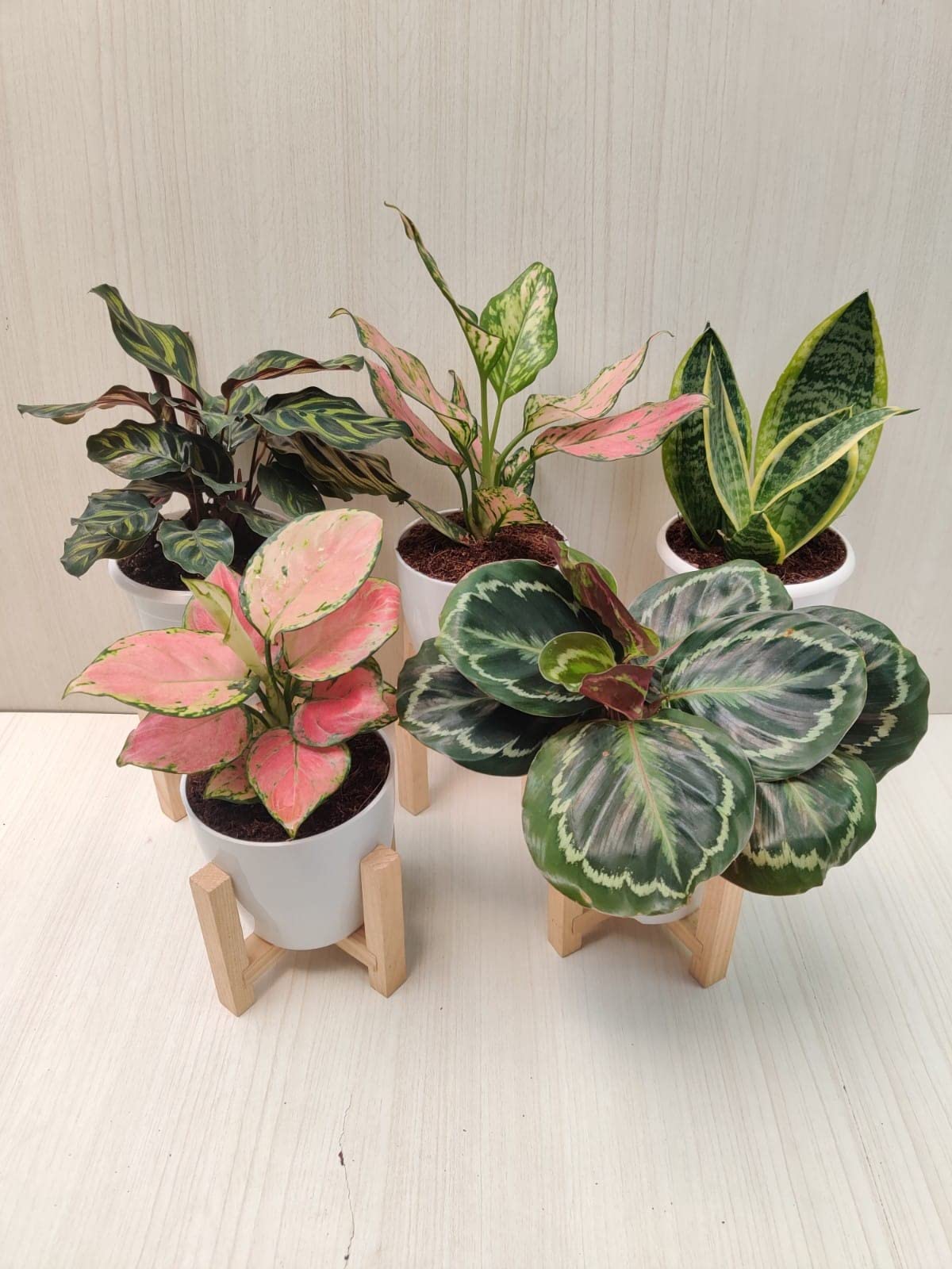 See full amazon price history chart for CAPPL Live Indoor Plant Combo - 2 Aglaonema, 1 Snake Plant and 2 Calathea Plants for Home Decor CAPPL Live Indoor Plant Combo - 2 Aglaonema, 1 Snake Plant and 2 Calathea Plants for Home Decor (B0C65V7JMY) Amazon Price History, Amazon Price Tracker
