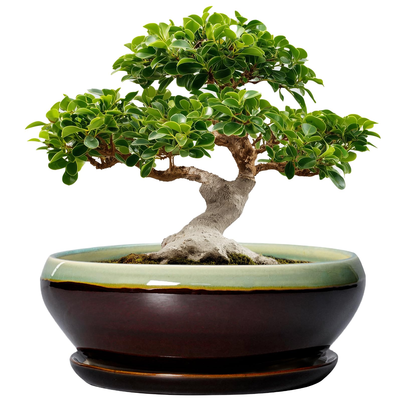 SQOWL Bonsai Pots 12 Inch (Green-Brown)
