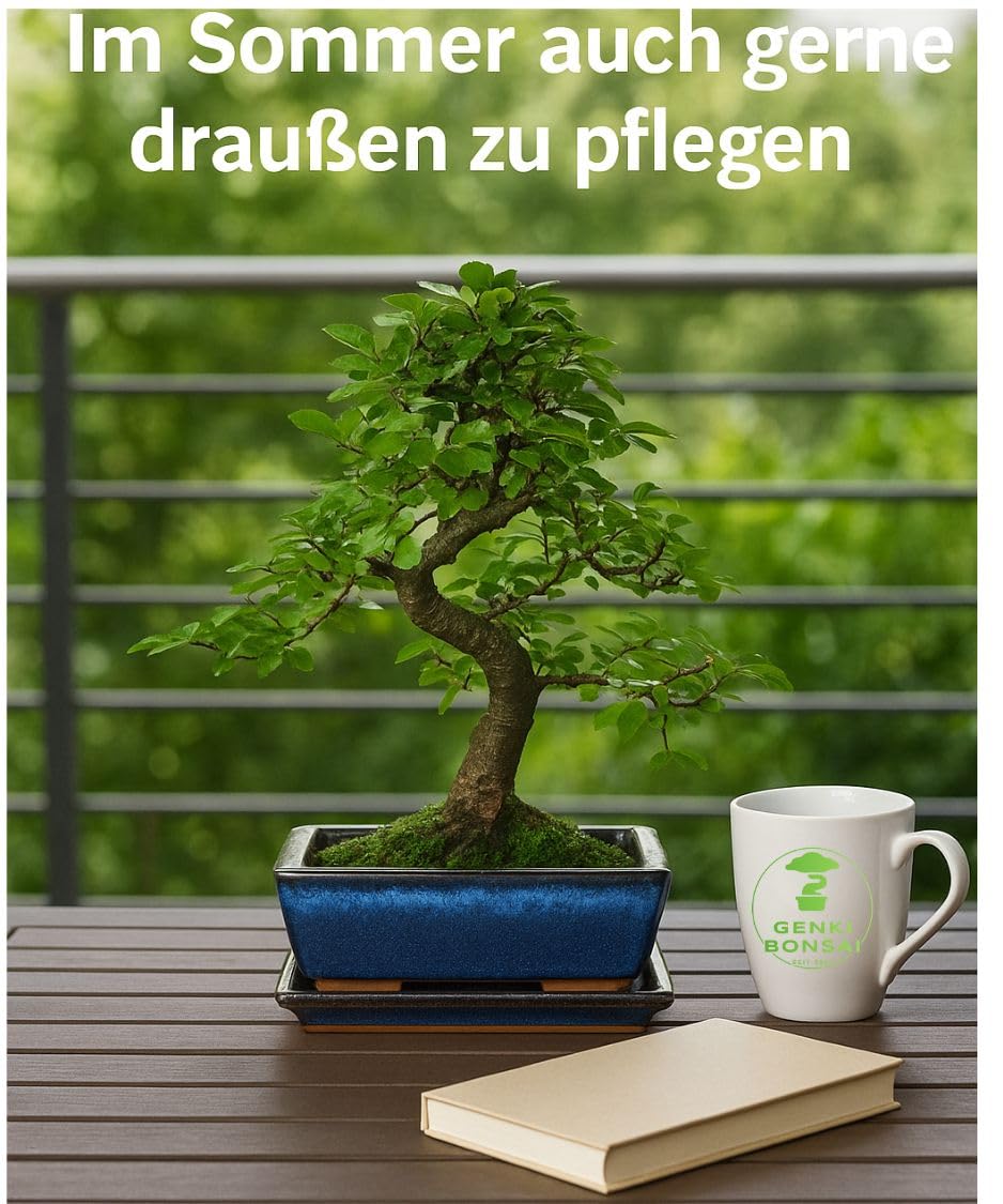 Bonsai-Starterset Chinesische Ulme – 3-teiliges Indoor-Komplettset mit Schere, Untersetzer – pflegeleichter Zimmerbonsai für Anfänger & Fortgeschrittene