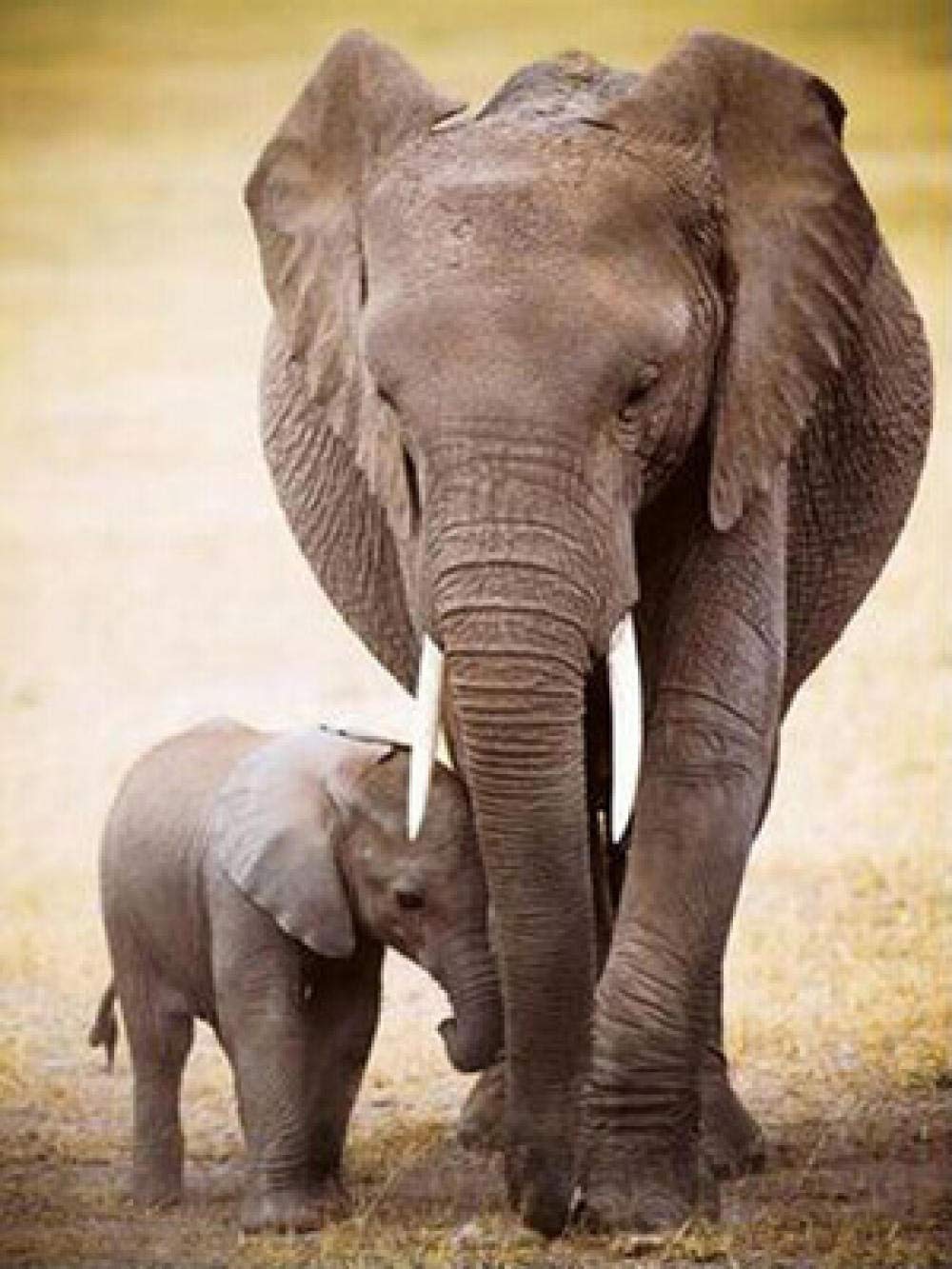 Kit de broderie diamant 5D éléphant, une œuvre artisanale unique à offrir en cadeau
