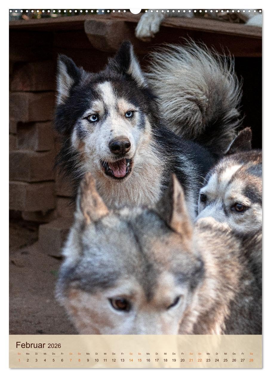 Im Husky-Rudel (Wandkalender 2026 DIN A2 hoch), CALVENDO Monatskalender: Eine charakteristische Bilderserie, die das friedvolle und spielerische ... von Huskies dokumentiert. (CALVENDO Tiere)