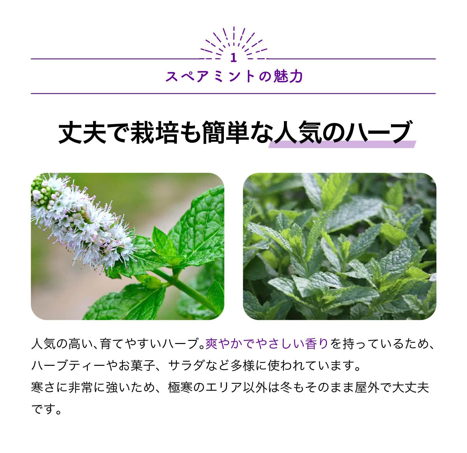 Amazon.co.jp: ITANSE 「スペアミント」【ハーブ苗10.5cmポット