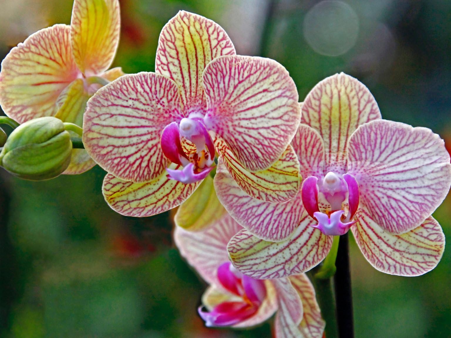 Floraline® | Lot de 10 - Cure vitale | Engrais pour orchidées pour jusqu'à 20 mois de fleurs magnifiques avec croissance et fleurs saines | Utilisation et entretien doux