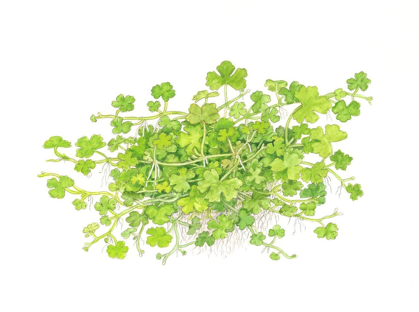 Tropica Hydrocotyle Tripartita 1 2 Grow Tissue Culture In Vitro Live Aquarium Plant Shrimp Safe Snail Free Buy Online In Malaysia At Desertcart